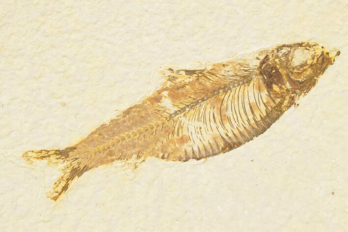 Detailed Fossil Fish (Knightia) - Wyoming #186485